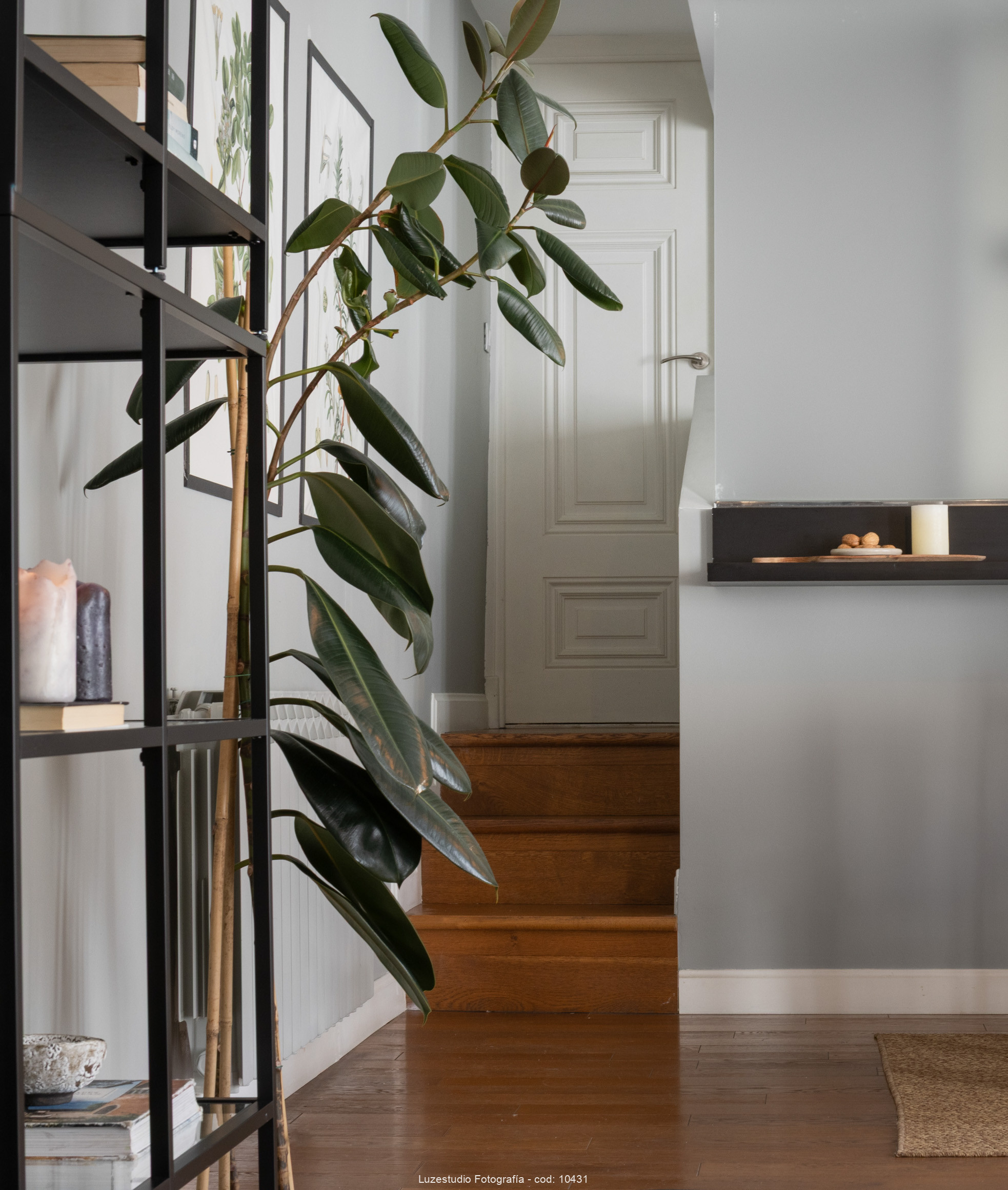 planta de ficus en lateral de zona de paso en vivienda con escaleras y suelo de madera